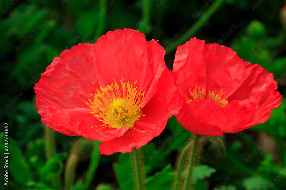 Fototapeta premium Corn poppy flowers