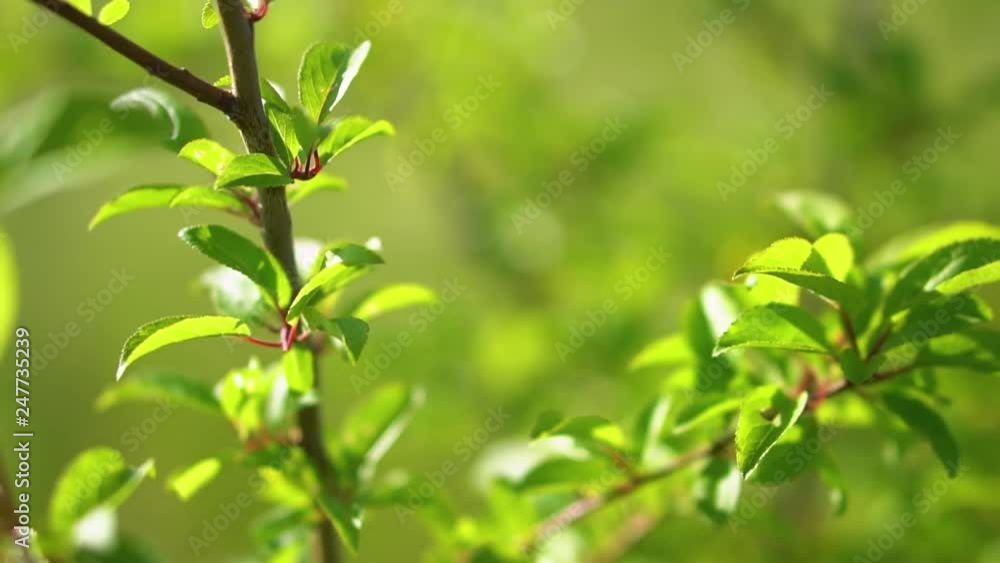 Closeup nature view of green leaf on blurred greenery background in garden with copy space using as background natural green plants landscape, ecology, fresh wallpaper concept. spring tree on blue sky Closeup nature view of green leaf on blurred greenery background in garden with copy space using as background natural green plants landscape, ecology, fresh wallpaper concept. spring tree on blue sky