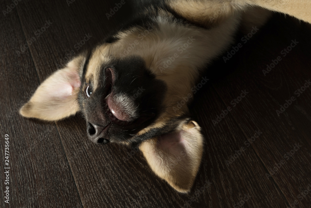 Fototapeta premium Funny puppy playing lying upside down.