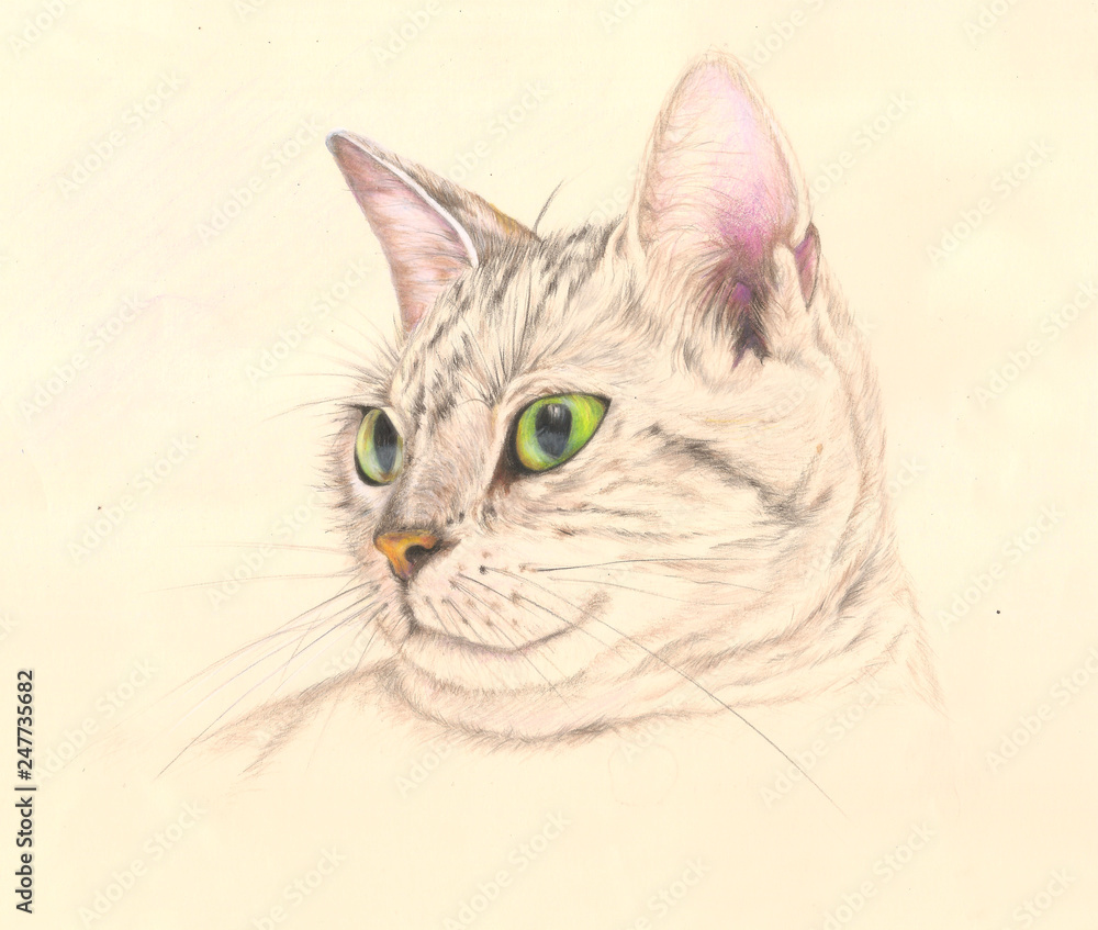 Obraz premium Cat in colored pencils