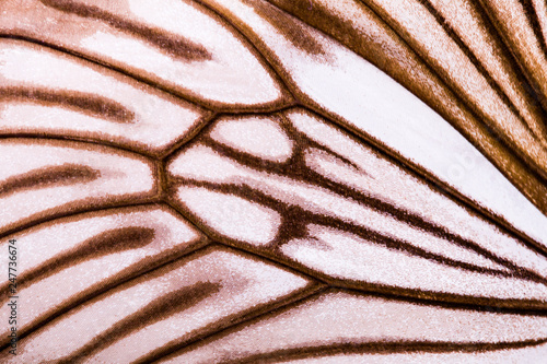 Photography wing of a tropical brown butterfly. close-up