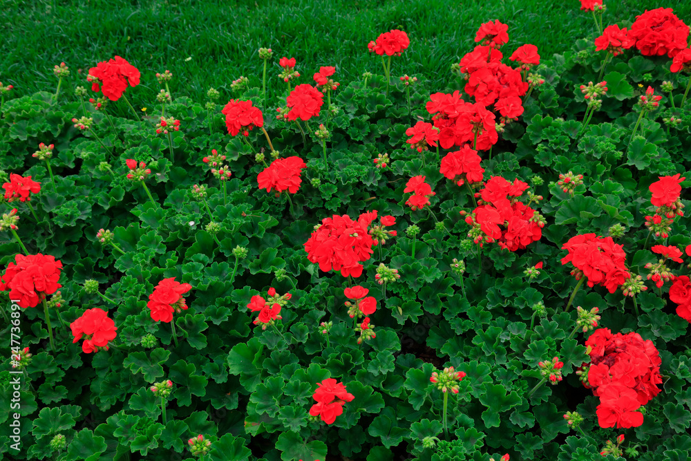 Fototapeta premium geranium flowers