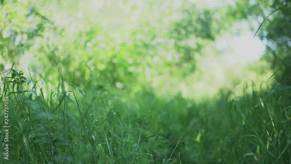 Beautiful lush green grass in the field. Countryside and farm theme. Stock video background Beautiful lush green grass in the field. Countryside and farm theme. Stock video background