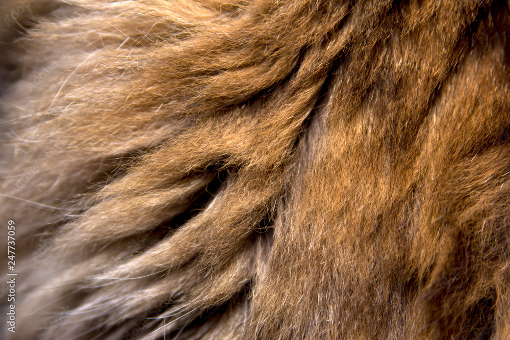 Naklejka premium thick animal hair