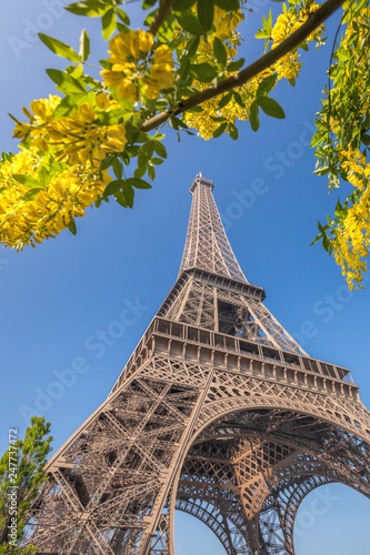 Eiffel Tower with spring trees in Paris, France © Tomas Marek