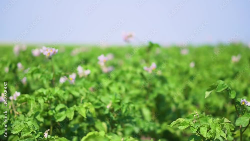 Young potatoes on the farm field blooms. Future harvest in spring and summer on a sunny day. stock video for art background Young potatoes on the farm field blooms. Future harvest in spring and summer on a sunny day. stock video for art background