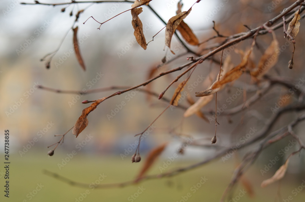 beautiful leaves on a tree in winter beautiful leaves on a tree in winter