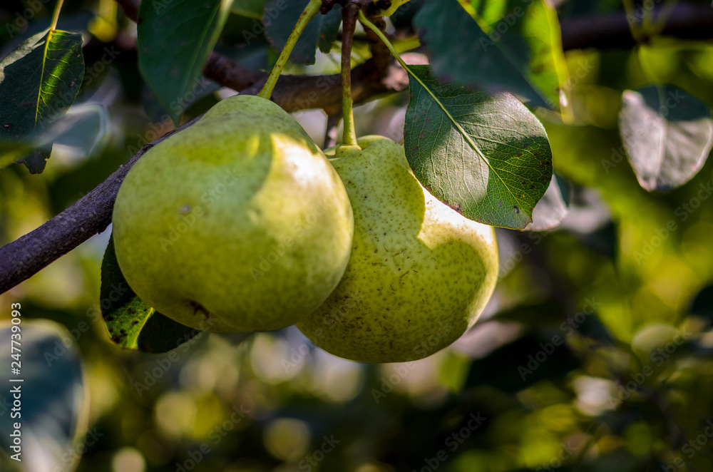 Ripe pears on a tree branch Ripe pears on a tree branch