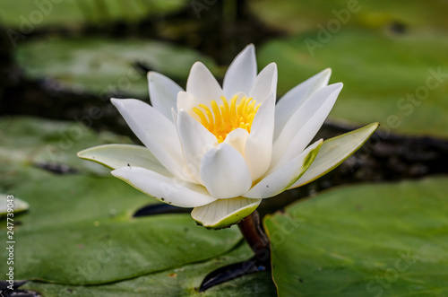 Lovely white water lilies