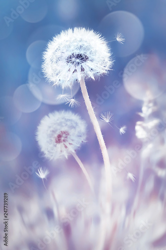 White dandelions in the field. Image in delicate pastel blue and pink colors. Natural spring and summer background.