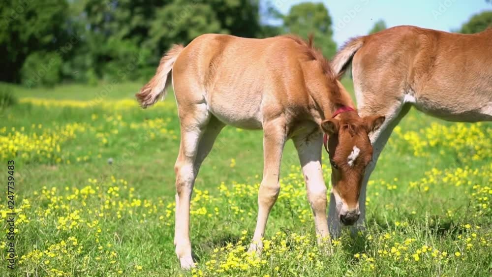 Red horse and her baby with long mane in flower field against sky and forests. Farm theme. Stock video Red horse and her baby with long mane in flower field against sky and forests. Farm theme. Stock video