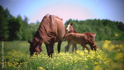 Red horse and her baby with long mane in flower field against sky and forests. Farm theme. Stock video