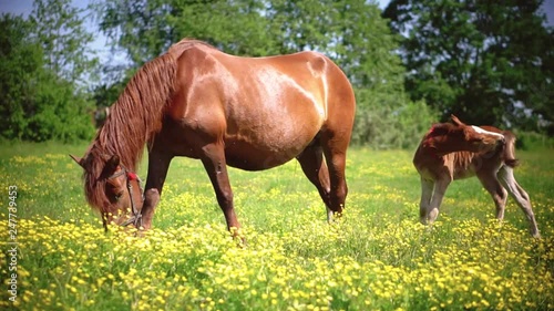 Red horse and her baby with long mane in flower field against sky and forests. Farm theme. Stock video