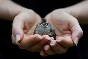 Juvenile bird fate is in the hands of human..Fledgling bulbul bird sitting in mercy hands looking at photography with black background,front view..