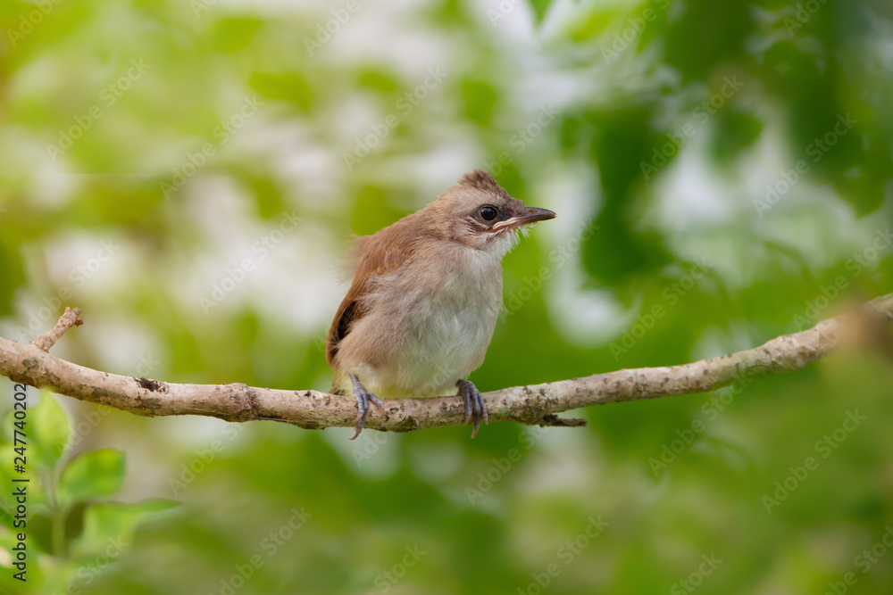 Closeup of fledgling bulbul bird.Yellow vented bulbul bird juvenile standing on tree branch waiting food from parent with green natural background. Closeup of fledgling bulbul bird.Yellow vented bulbul bird juvenile standing on tree branch waiting food from parent with green natural background.