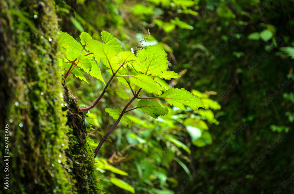 Obraz premium Indigenous forest vegetation. KwaZulu Natal. South Africa