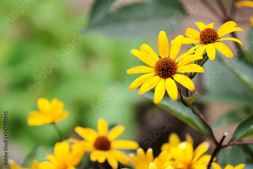 Sunflower blooming in a quiet garden