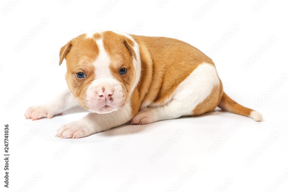 American bulldog puppy on white background American bulldog puppy on white background