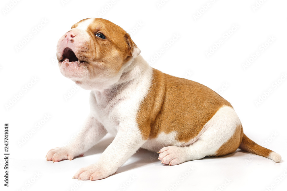 American bulldog puppy on white background American bulldog puppy on white background