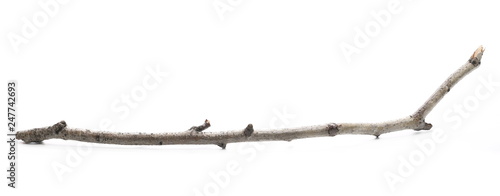 Dry branch, twig isolated on white background