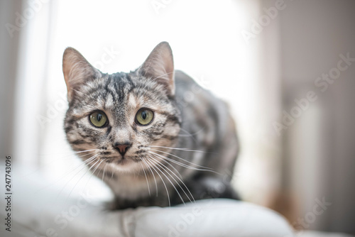Fototapeta Naklejka Na Ścianę i Meble -  Katze sitzt auf dem Sofa