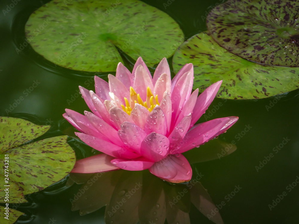 Pink water lily or lotus flower with spotty leaves against the background of greenery pond. Petals Nymphaea Perry's Orange Sunset covered with raindrops. Magic lotus lit by the sun. Selective focus. Pink water lily or lotus flower with spotty leaves against the background of greenery pond. Petals Nymphaea Perry's Orange Sunset covered with raindrops. Magic lotus lit by the sun. Selective focus.