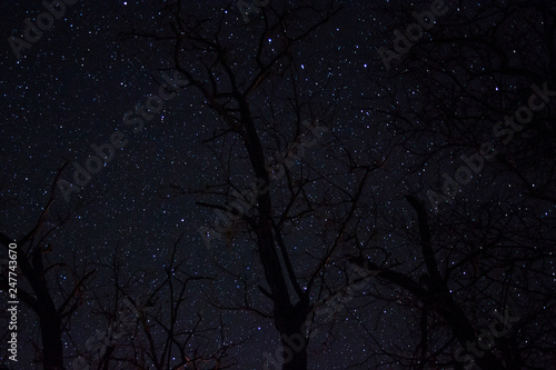 stars and tree