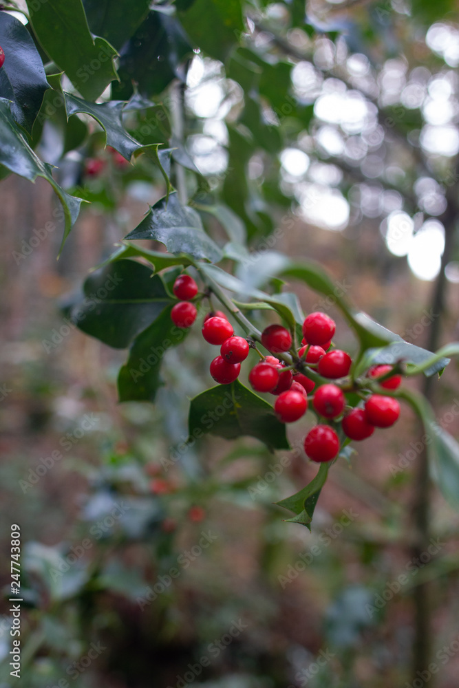 Fototapeta premium Holly plant with reds fruits