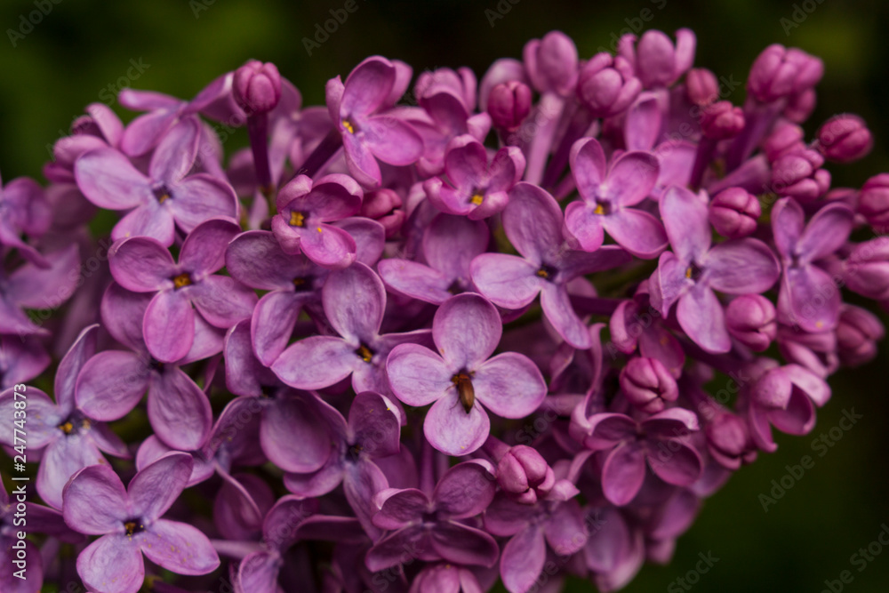 pink flowers in the garden