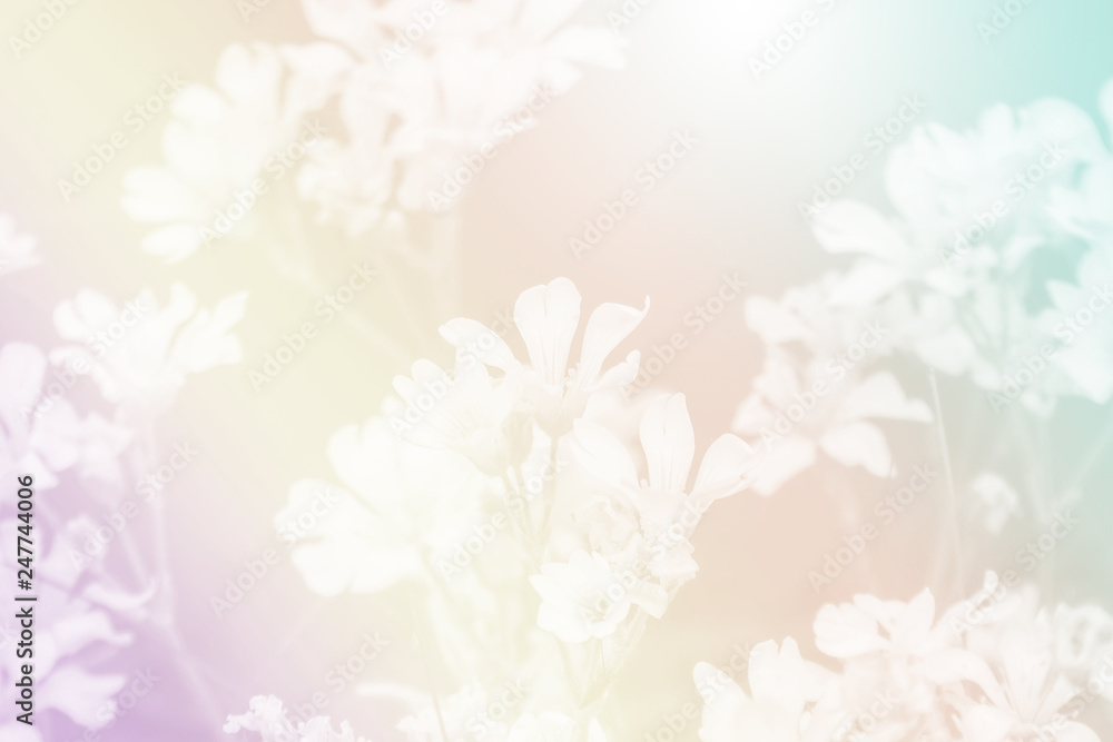 Beautiful background of pastel colors of flowers 