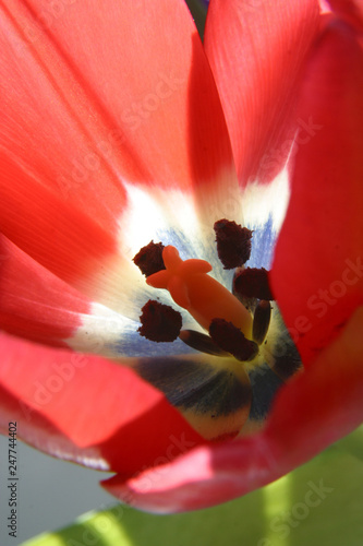 Red tulip flower inside view close up