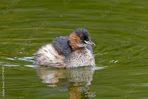 Zwergtaucher (Tachybaptus ruficollis) - Little grebe photo