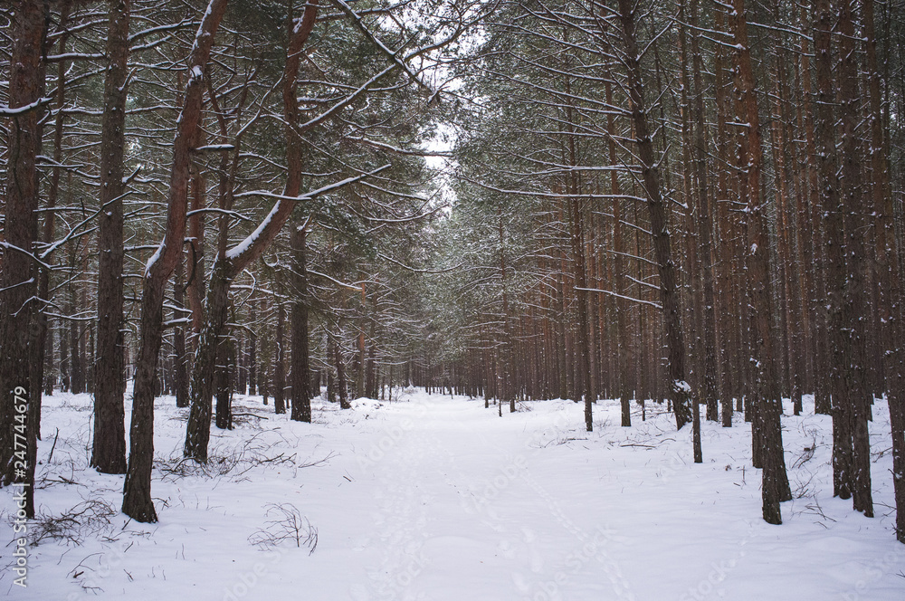 Fototapeta premium a look into the winter forest