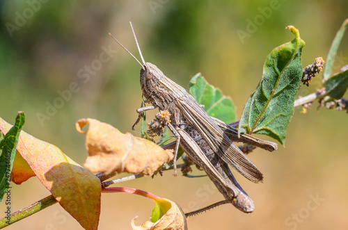 Cute Grasshopper in the macro world