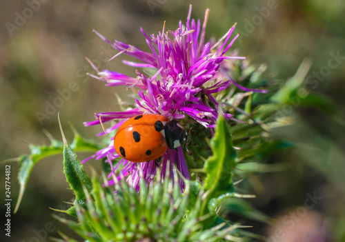 Beautiful Ladybug in the wild