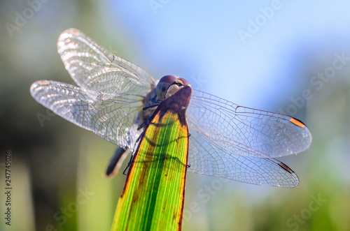 Beautiful dragonfly on the grass