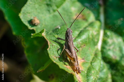 Cute Grasshopper in the macro world