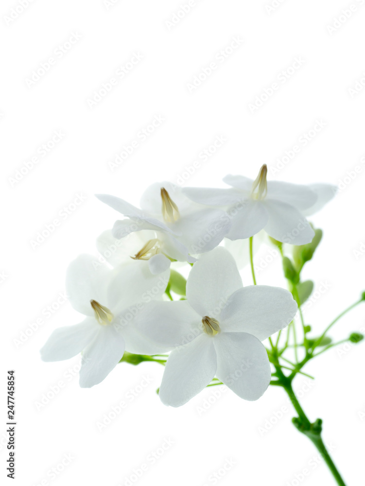 Water Jasmine flower. Water Jasmine flower.