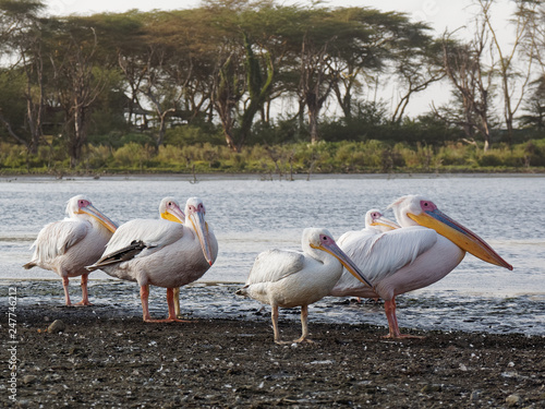 Lake Naivasha Safari