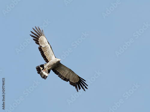 Lake Naivasha Safari