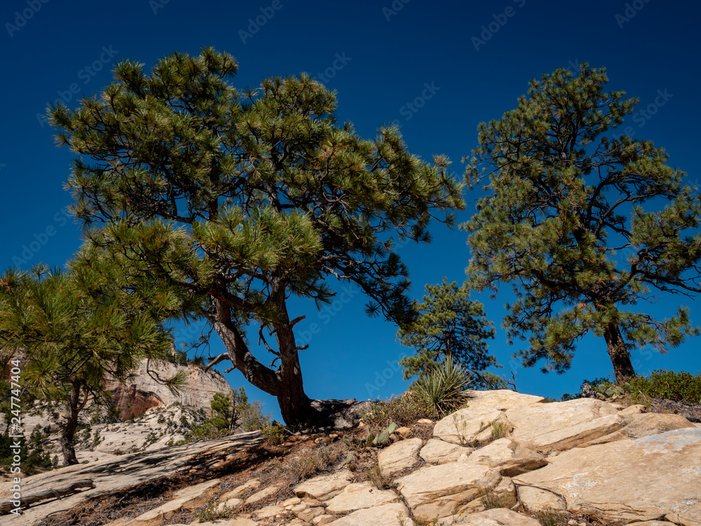 Φωτογραφία the cliff face of zion national park on a clear crisp blue autumn day