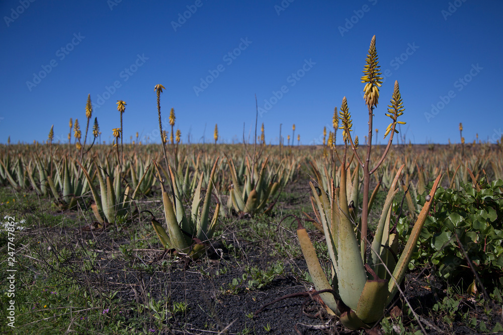 ALOE