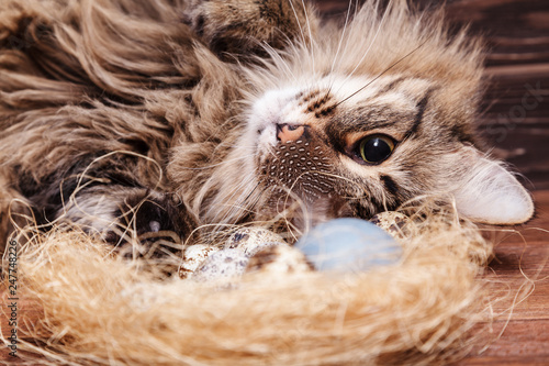 The striped fluffy cat with long whiskers looks with curiously at the Easter quail egg in the nest on the wooden table