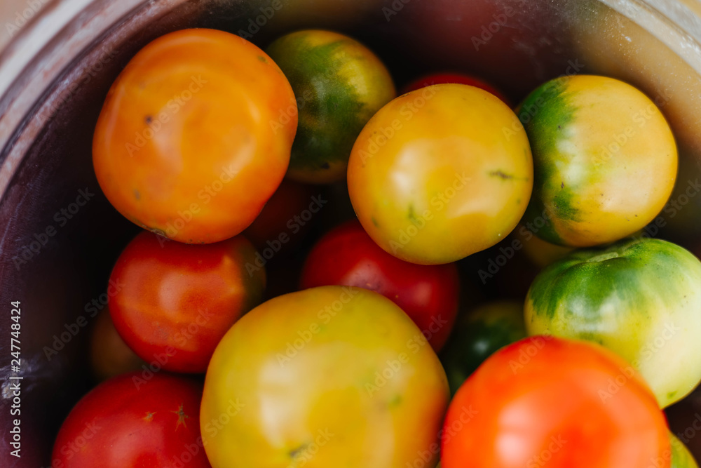Tomatoes are collected from the garden in a bucket Tomatoes are collected from the garden in a bucket