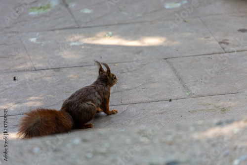 Squirrel in the park