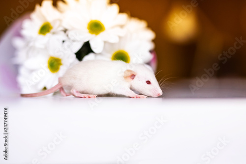 Cute little white rat with big ears siting in the white flowers on the white background