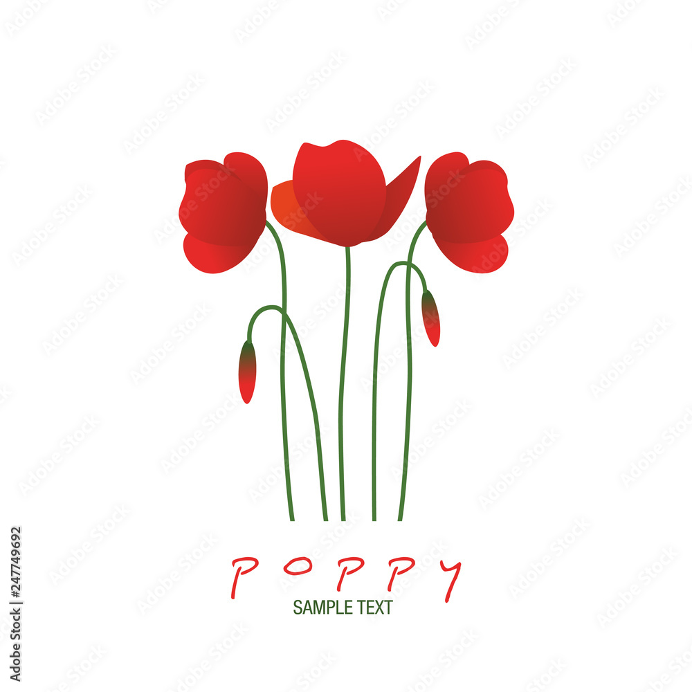 Stems, leaves and poppy flowers isolated on white background.