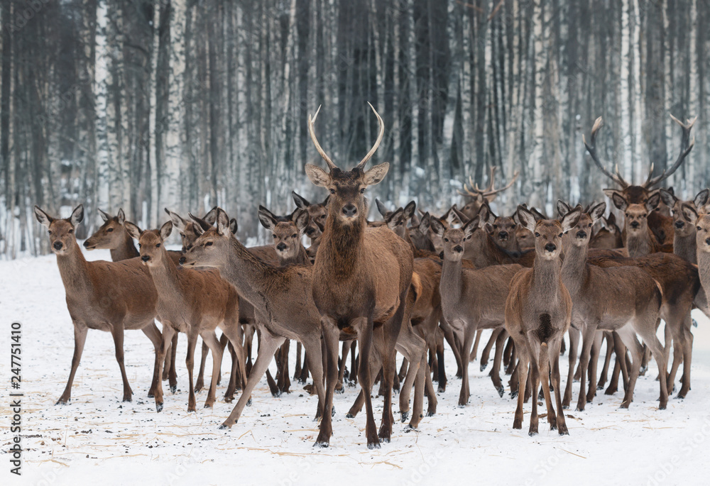 A Herd Of Deer Of Different Sexes And Different Ages, Led By A Curious Young Male In The Foreground.Deer Stag (Cervus Elaphus) Close-Up, Surrounded By Herd. Winter Wildlife Scene.