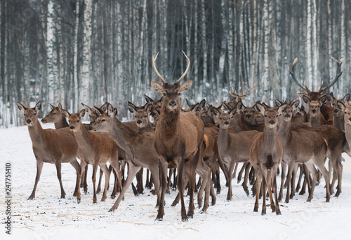 Fototapeta Naklejka Na Ścianę i Meble -  A Herd Of Deer Of Different Sexes And Different Ages, Led By A Curious Young Male In The Foreground.Deer Stag (Cervus Elaphus) Close-Up, Surrounded By Herd. Winter Wildlife Scene.