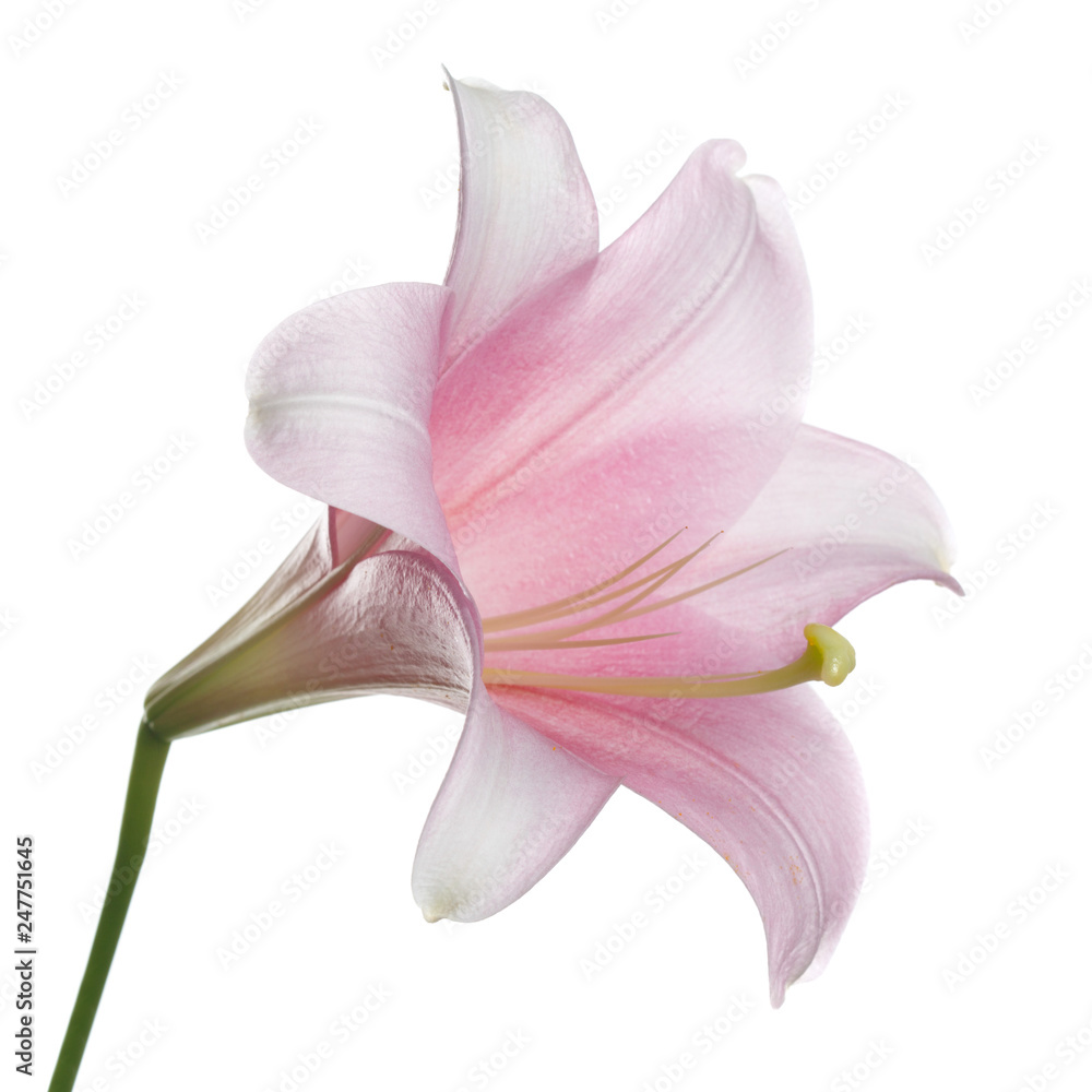 Gently pink lily flower isolated on white background. - obrazy, fototapety, plakaty 
